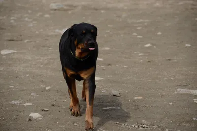 DSC_2996 (Large).JPG